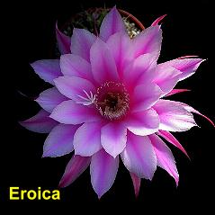 Eroica.4.1.jpg 
